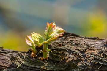 Young sprout of grapes on a sunny day. Inflorescences of grapevine. Selective focus