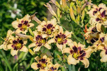 Blooming cultivar daylily. Hemerocallis Wild Horses in the summer garden