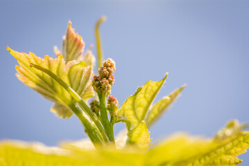 Young sprout of grapes on a sunny day. Inflorescences of grapevine. Selective focus