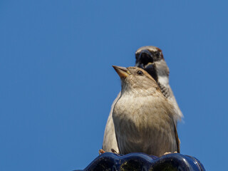 2 sparrows copulate on a roof and the sky is blue
