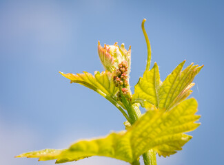 Young sprout of grapes on a sunny day. Inflorescences of grapevine. Selective focus