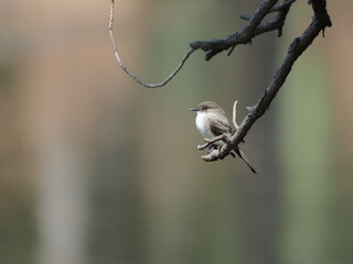Small bird on limb