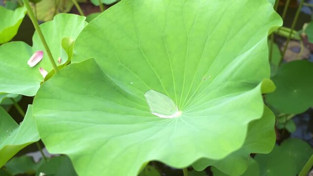 A close-up of a drop of water dripping onto the large lotus leaf