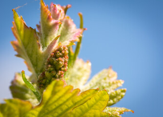 Young sprout of grapes on a sunny day. Inflorescences of grapevine. Selective focus