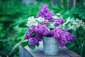 Cut violet lilac flower in a pot in the garden. Low shallow focus