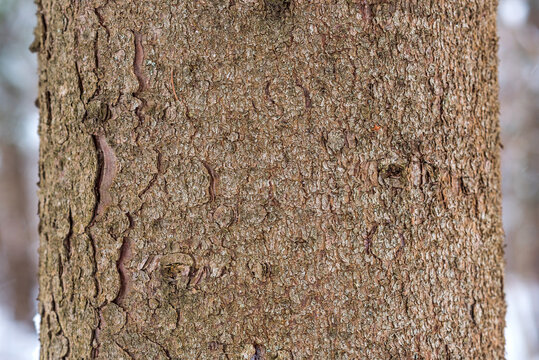 background from the bark of a tree covered with moss. pine bark texture, vertical image