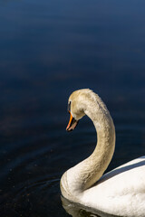 swan on the lake