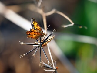 Obraz premium tiny butterfly on beggarticks seeds