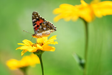 Butterfly admiral and flower. Beautiful Butterfly on a yellow flower on a sunny day on a green blurred background. Spring and summer backdrop. Macro