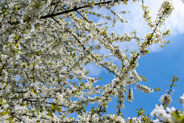 Beautiful white cherry blossoms on a sunny April day