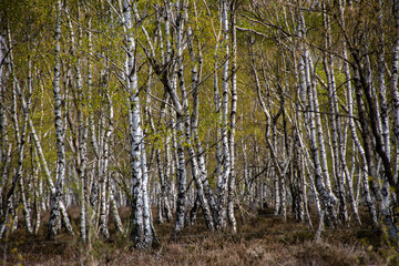 Lots of birch trees in the Drover Heide nature reserve
