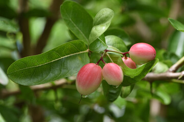 fresh Carissa Carandas on tree in plantation with blurred background . it has medicinal properties .