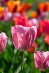 Amazing garden field with tulips of various bright rainbow color petals, beautiful bouquet of colors in sunlight daylight