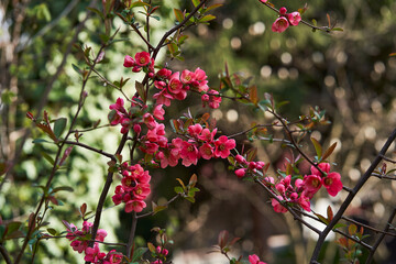 Sakura rose park sity