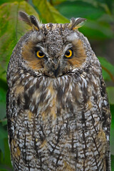 A Long-eared Owl on display at Saskatoon Zoo, Saskatchewan 
