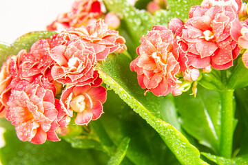 light red flower with green leaves Kalanchoe Blossfeld covered with water droplets, selective focus...