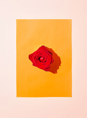 Creative  romantic arraignment. Red rose on pastel orange and beige background. Creative nature concept.