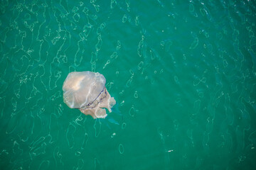 Jellyfish in the Adriatic Sea