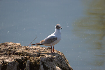 Seagull at the lake of Constance in Altenrhein in Switzerland 21.4.2021