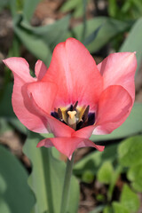 A Solitary pink tulip in a residential garden