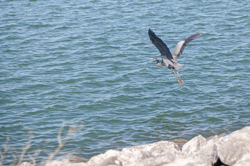 Fototapeta na wymiar Great Egret flying over blue lake. 