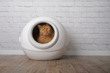 Cute ginger cat sitting in a self-cleaning litter box and looking at camera.