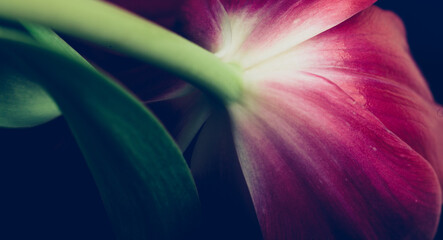 Fototapeta na wymiar Red tulip macro on a black background. Floral background
