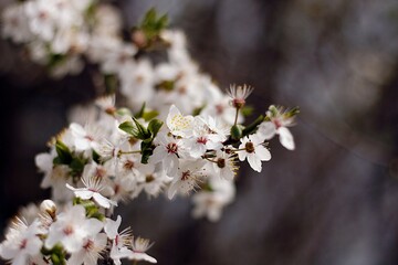 kwiaty, wiosna, flowers, spring
