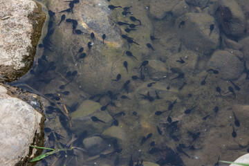 Tadpoles in springtime beneath the surface of the water on the river ribble