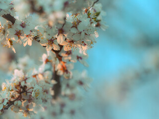 Cherry blossom flowers close up in spring time as background