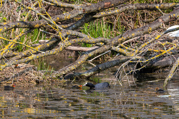 Fototapeta na wymiar Coot taking care of the offspring in the water. Teaching the little ones how to survive and to find food. They still have yellow feathers around their head.