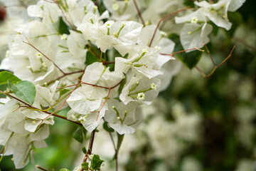 White flowers of Bougainvillea spectabilis. closeup shot of white flower bougainvillea.