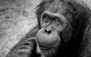 Monochrome portrait of a gorilla in its natural habitat in Brazil