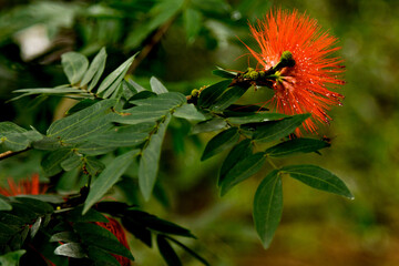 Calliandra photographed with a zoom lens in a beautiful garden in the central city park