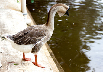 Image taken at a ceremonial event where the photo shows a duck about to jump into the water photographed with a zoom lens