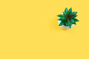 green flower in a white pot on a yellow empty background, table, top view.