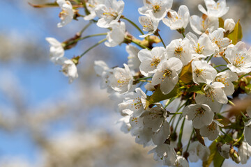 Scenting apple blossom in the fields in the Dutch hill side in the south of Limburg. Spreading a sweet smell and showing the start  of the spring season. 