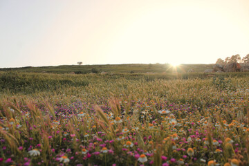 Fototapeta premium a field of flowers at spring in the countryside of Jordan