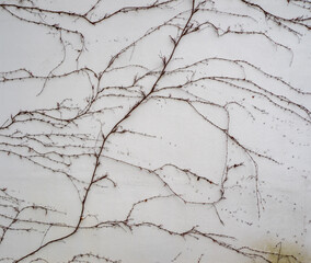 Twigs of climbing grapes on a concrete white wall. Minimalistic photo in light colors. Original still life
