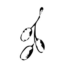 Olive Branch sketch hand-drawn in the style of black and white graphics. Olive branch on white background