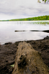 lake in the forest (Brandenburg, Germany)