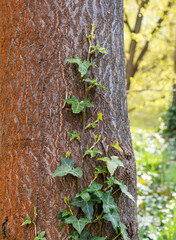 plants twine along the trunk of a tree