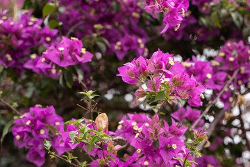 Purple flowers of Bougainvillea spectabilis . Wide shot of purple flower bougainvillea.