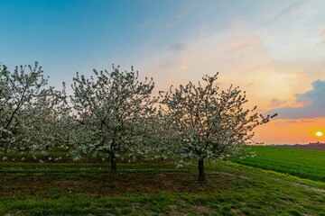 Fototapeta na wymiar Wonderful sunset on a spring evening in April on the Dutch and Belgium border, where the sun sets behind the hill and giving a warm glow on the meadows and the blossom in the Apple trees