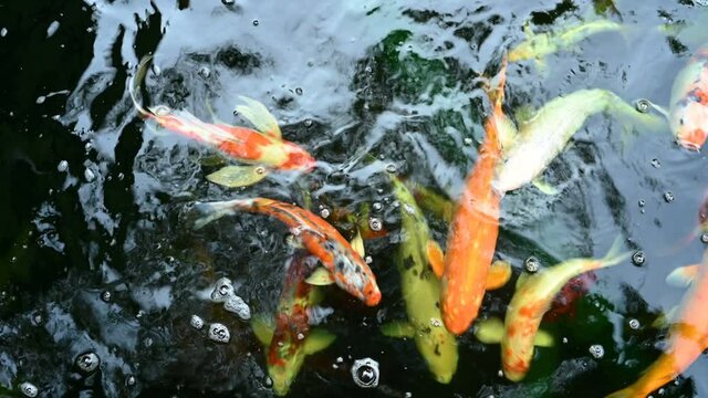 Koi fish or carp fish swimming in pond. It golden red orange and yellow of body koi fish. The surface ripples while the carp fish swim in the pond.