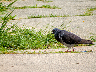 Beautiful bird walking around central city park