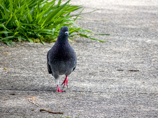 Beautiful bird walking around central city park