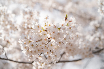 Cherry Blossoms on a sunny day at High park in Spring Toronto Ontario