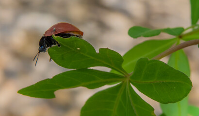 Insect on a leaf in the garden of a municipal school in the city