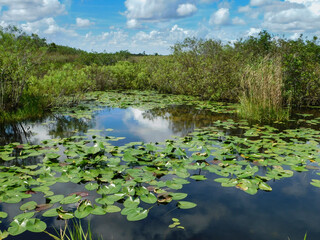 laguna